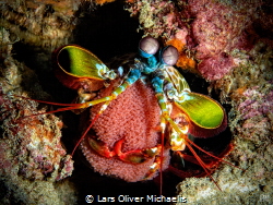 peacock mantis shrimp (Odontodactylus scyllarus) presenti... by Lars Oliver Michaelis 